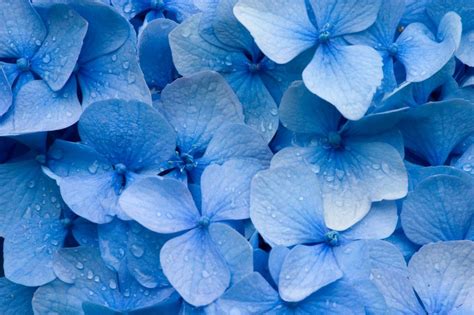 flores azuis - flores de papel crepé